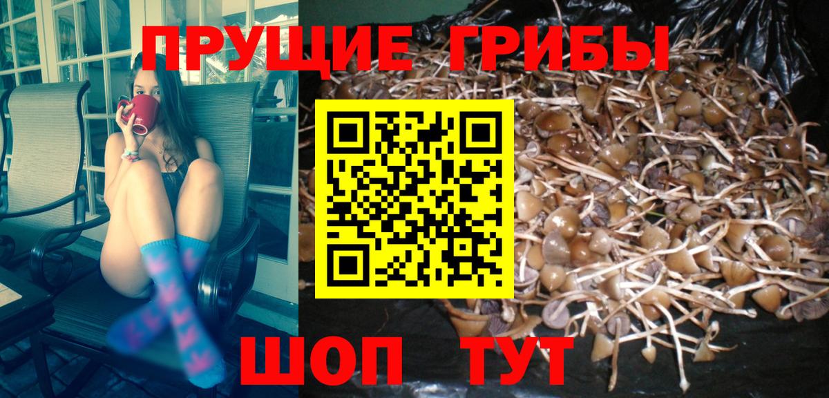 Галлюциногенные грибы Psilocybe Избербаш